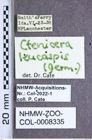 Etiketten zu Ctenicera leucaspis (Germar, 1843) (NHMW-ZOO-COL-0008335)